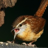 Carolina Wren <i>Thryothorus Ludovicianus</i>