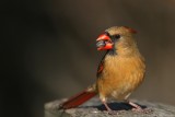 Northern Cardinal <i>Cardinalis Cardinalis</i>