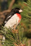 Rose Breasted Grosbeak <i>Pheucticus ludovicianus</i>