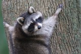 Common Raccoon <i>Procyon lotor</i>