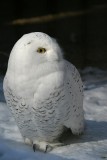 Snowy Owl <i>Nyctea Scandiaca</i>