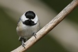 Black-Capped Chickadee <i>Poecile Atricapilla</i>