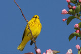 Yellow Warbler <i>Dendroica Petechia</i>