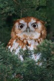 Eastern Screech-Owl <i>Otus Asio</i>