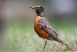 American Robin <i>Turdus Migratorius</i>