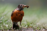 American Robin <i>Turdus Migratorius</i>