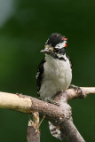 Downy Woodpecker <i>Picoides Pubescens</i>
