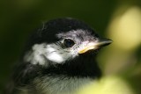 Black-Capped Chickadee <i>Poecile Atricapilla</i>