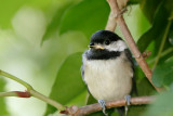 Black-Capped Chickadee <i>Poecile Atricapilla</i>