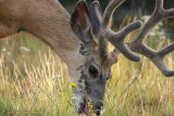 Mule Deer <i>Odocoileus hemionus</i>
