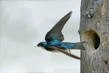 Tree Swallow <i>Tachycineta bicolor</i>