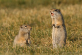 Uinta Ground Squirrel <i>Spermophilus armatus</i>