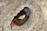 Cliff Swallow <i>Petrochelidon pyrrhonota</i>
