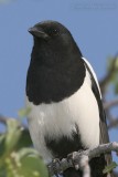 Black-billed Magpie <i>Pica hudsonia</i>