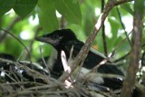 Black-billed Magpie <i>Pica hudsonia</i>