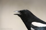 Black-billed Magpie <i>Pica hudsonia</i>