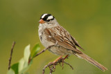 White-Crowned Sparrow <i>Zonotrichia leucophrys</i>