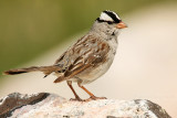 White-Crowned Sparrow <i>Zonotrichia leucophrys</i>