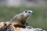 Yellow-Bellied Marmot <i>Marmota flaviventris</i>