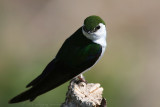 Violet-Green Swallow <i>Tachycineta thalassina</i>