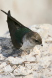 Violet-Green Swallow <i>Tachycineta thalassina</i>