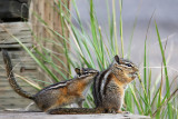 Least Chipmunk <i>Tamias minimus</i>