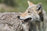 Coyote <i>Canis Latrans</i>