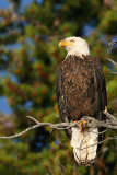Bald Eagle <i>Haliaeetus leucocephalus</i>