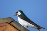 Violet-Green Swallow <i>Tachycineta thalassina</i>