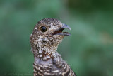 Greater Sage-Grouse <i>Centrocercus urophasianus</i>