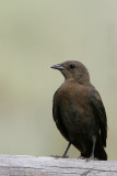 Brewers Blackbird <i>Euphagus cyanocephalus</i>