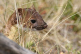 Long-tailed Weasel <i>Mustela frenata</i>
