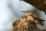 Calliope Hummingbird <i>Stellula calliope</i>