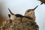 Calliope Hummingbird <i>Stellula calliope</i>