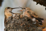 Calliope Hummingbird <i>Stellula calliope</i>