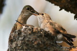 Calliope Hummingbird <i>Stellula calliope</i>