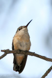 Calliope Hummingbird <i>Stellula calliope</i>