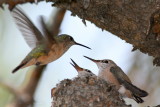 Calliope Hummingbird <i>Stellula calliope</i>