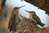 Calliope Hummingbird <i>Stellula calliope</i>
