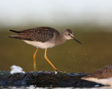 Lesser Yellowlegs <i>Tringa Flavipes</i>