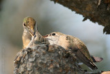 Calliope Hummingbird <i>Stellula calliope</i>