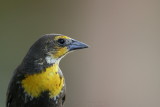 Yellow-headed Blackbird <i>Xanthocephalus xanthocephalus</i>