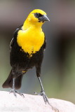 Yellow-headed Blackbird <i>Xanthocephalus xanthocephalus</i>