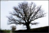 Tree Lined