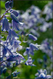 Roadside Bluebells