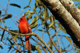 Cardinal