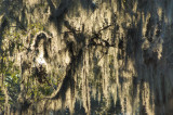 Curtain of Spanish Moss