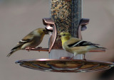 Finches