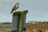 Hawk- Red Shouldered?