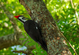 Pileated Woodpecker